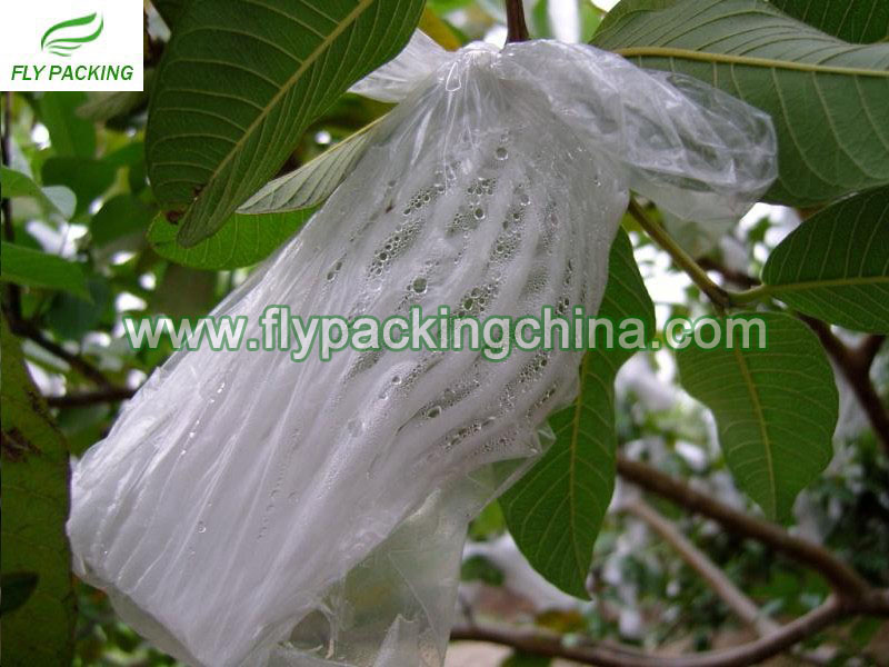 GUAVA FRUIT FOAM NET BAGGING FOR BIRD AND FRUIT FLY DAMAGE CONTROL