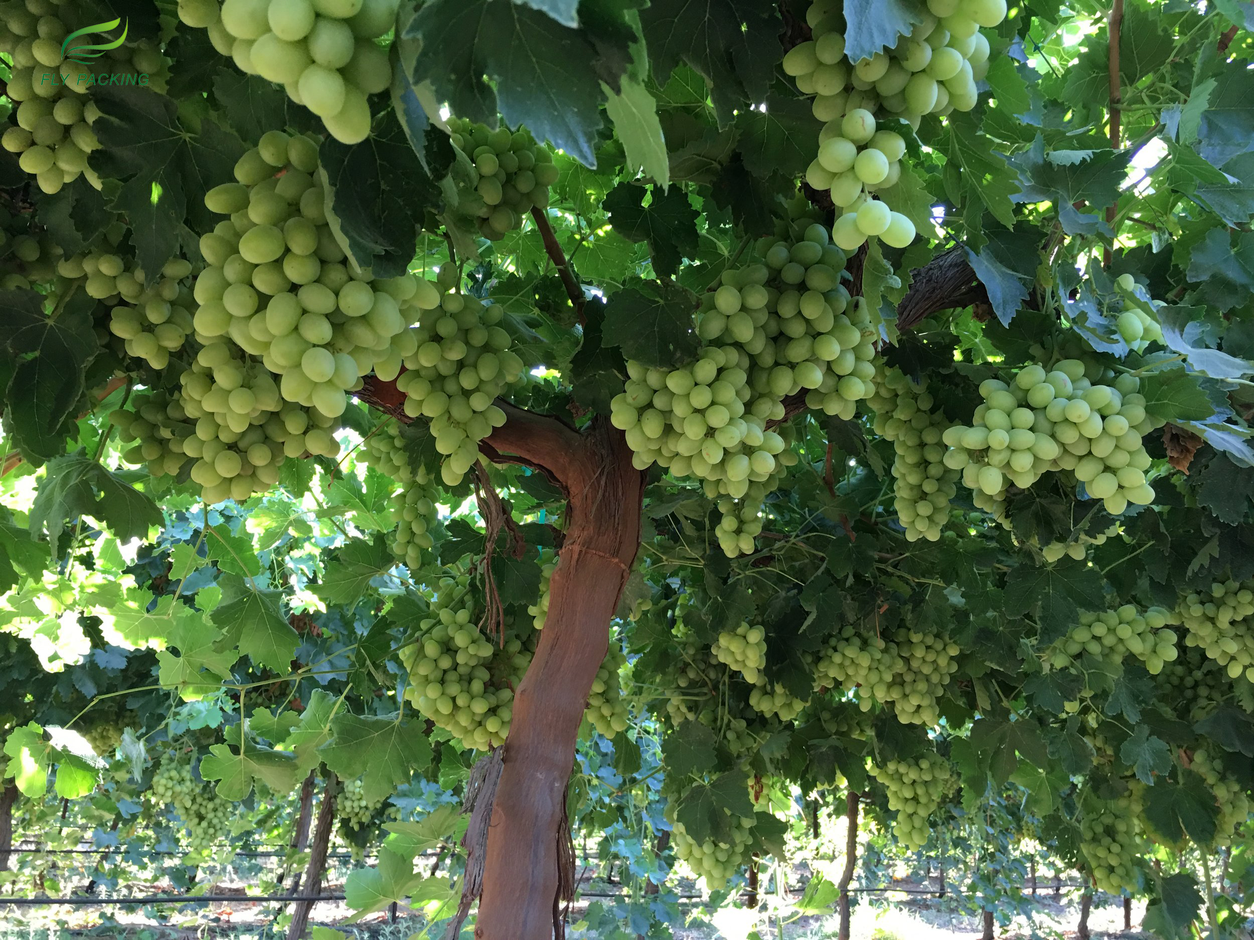 perforated bag for fruit